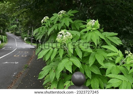 Chinese elder ( Sambucus javanica ) flowers. Adoxaceae perennial plants. It has many white florets on corymbs in summer and has yellow glands. Royalty-Free Stock Photo #2323727245