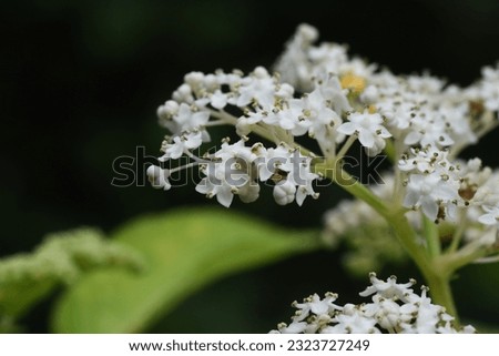 Chinese elder ( Sambucus javanica ) flowers. Adoxaceae perennial plants. It has many white florets on corymbs in summer and has yellow glands. Royalty-Free Stock Photo #2323727249