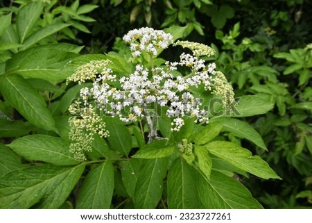 Chinese elder ( Sambucus javanica ) flowers. Adoxaceae perennial plants. It has many white florets on corymbs in summer and has yellow glands. Royalty-Free Stock Photo #2323727261
