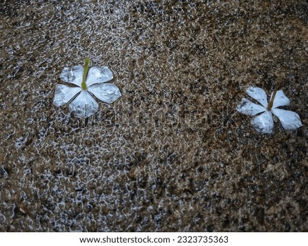 A white periwinkle flower fall on the floor after rain