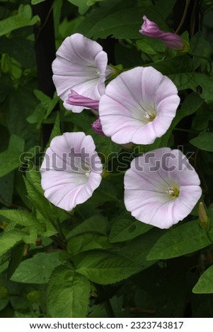 False bindweed ( Calystegia pubescens ) flowers. Convolvulaceae perennial vine native to Japan. Light pink flowers bloom in summer and do not fade in the daytime. medicinal and edible.