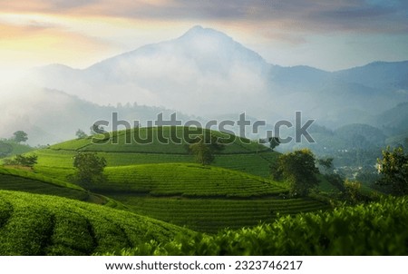 Beautiful View of long coc tea hill  in an early foggy morning,Long Coc in Phu Tho Province Vietnam Royalty-Free Stock Photo #2323746217
