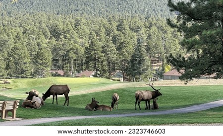 Elk Herd in the Estes Park Golf Course Royalty-Free Stock Photo #2323746603