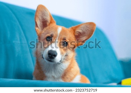 Portrait of corgi dog on a blue sofa looks sad reproachfully with his head tilted. Tired puppy is sad alone at home waiting for the owner. Pet weak from illness is resting on a cozy comfortable couch