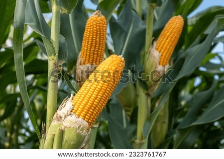 hybrid corn seeds, super corn fruit ready to be harvested in the cornfield Royalty-Free Stock Photo #2323761767