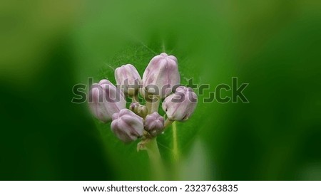 close up purple calotropis flowers on lushly green background template as symbol of spa and health treatment 