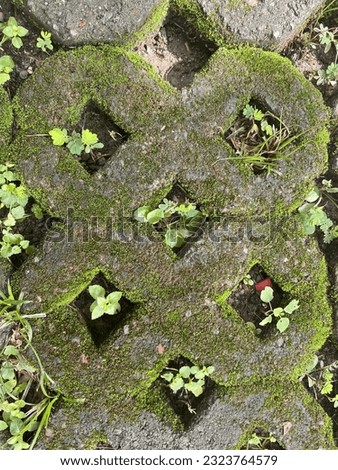 The name of a group of non-vascular plants in the class Musci, small, densely arranged, looking like a green carpet. Likes to grow in wet places, on the bark of trees, on bricks, on ancient sites. Royalty-Free Stock Photo #2323764579