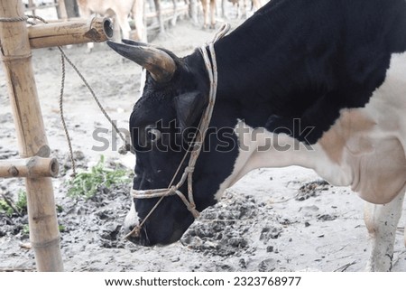 Cow photos, Portrait of Asian, Australian black and white cow. Market scenery with black and white cow