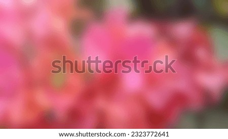 red color on bougainvillea photo blur for art and abstract