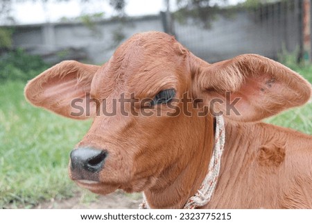 Cute Jersey calf, Young black and white calf at dairy farm. Newborn baby cow