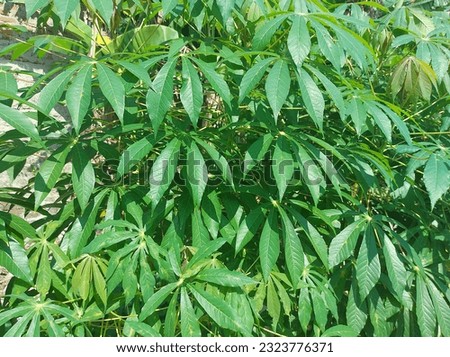 The condition of the cassava plant during the day shows very dense leaves