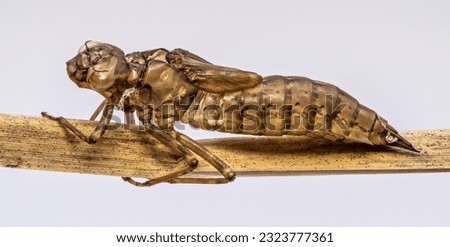 An exuvia from a dragonfly against a light background
