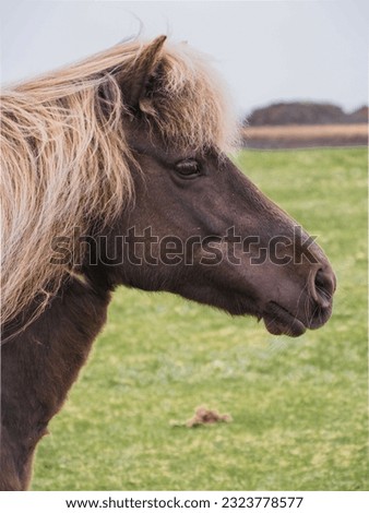 Close up of the face of an Icelandic Horse