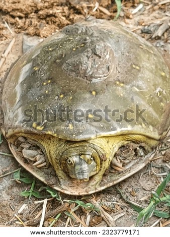 Indian Flapshell turtle walking in roadside,the indian flapshell freshwater turtle basking in the sun,ordinary turtle crawling on the ground in the natural habitat