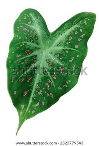 Gingerland caladium is dominantly green and sprinkled with pink splotches with white leaf bones.