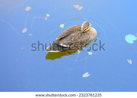 Beautiful wild duck with water lily pond view in the outdoor