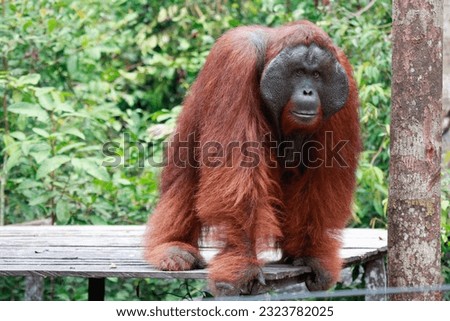 Orangutan (Pongo pygmaeus wurmbii) at Tanjung Puting National Park, Indonesia. Orangutans are the largest arboreal animal on the planet. Orangutans are more solitary than other apes. Royalty-Free Stock Photo #2323782025