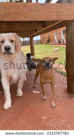 Picture of dog hotel and daycare with beautiful happy dog pack playing having fun posing in the countryside