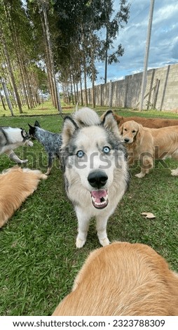 Picture of dog hotel and daycare with beautiful happy dog pack playing having fun posing in the countryside