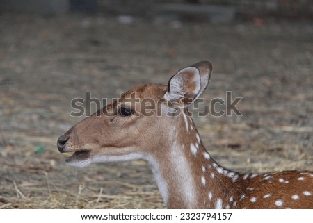 The deer photos, Chital or cheetal, Axis axis, spotted deers or axis deer in nature habitat. Bellow majestic powerful adult animals in the forest and Zoo