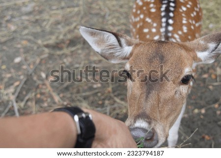 The deer photos, Chital or cheetal, Axis axis, spotted deers or axis deer in nature habitat. Bellow majestic powerful adult animals in the forest and Zoo