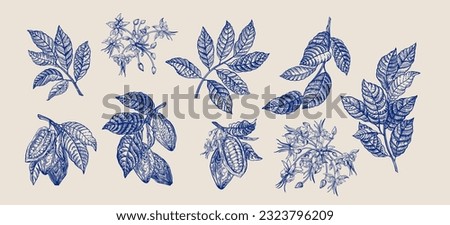 Cocoa set. Fruits, flowers, leaves. Gravure style. Blue. Royalty-Free Stock Photo #2323796209