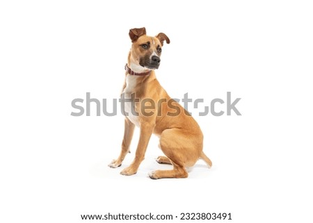 Cute tan dog with a stumpy tail sits on a white background Royalty-Free Stock Photo #2323803491