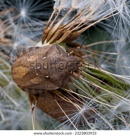 Eurygaster maura, also known as tortoise bug, is a species of true bugs or shield-backed bugs belonging to the family Scutelleridae. Royalty-Free Stock Photo #2323803933
