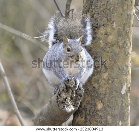 A cute little Gray Squirrel