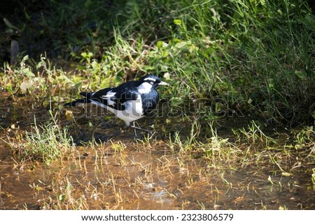A friendly black and white Magpie-lark (Grallina cyanoleuca) an Australian bird with pee-o-wit' cry called Pee Wee , Murray magpie or Mudlark looks for food on a late morning in late winter. Royalty-Free Stock Photo #2323806579