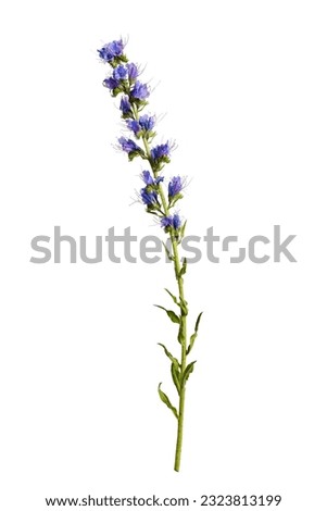 Wildflower Echium vulgare isolated on white background. Royalty-Free Stock Photo #2323813199