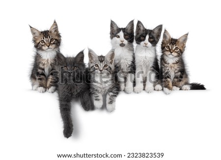 Perfect row of 6 Maine Coon cat kittens sitting and laying beside each other. All looking towards camera. Isolated on a white background.