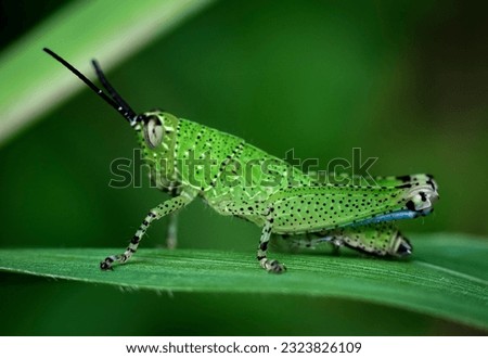 
green grasshopper with black spots on leaf