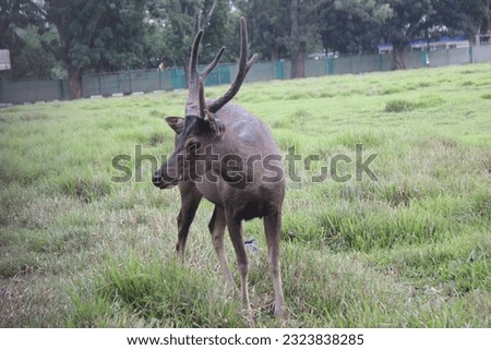 deer animals in palembang city animal captivity
