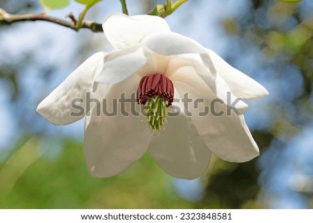 Close up macro image of Korean mountain magnolia flower in full bloom. Magnolia sieboldii