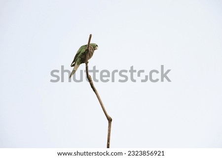 yellow-billed amazon (Amazona collaria), also called the yellow-billed parrot or Jamaican amazon Royalty-Free Stock Photo #2323856921