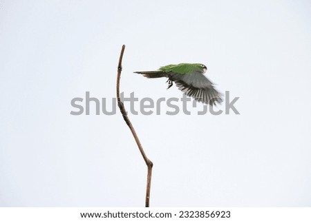 yellow-billed amazon (Amazona collaria), also called the yellow-billed parrot or Jamaican amazon Royalty-Free Stock Photo #2323856923