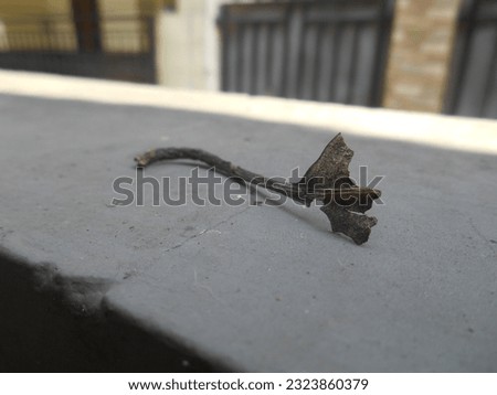 Black dried leaf stalk on top of house wall. Selective focus.