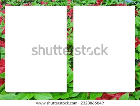 Frame with white margins in a red flower background.
This is an A3 size image suitable for use as a design editing background.