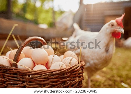 farmer holding goat with eggs in chicken eco farm, free range chicken farm Royalty-Free Stock Photo #2323870445