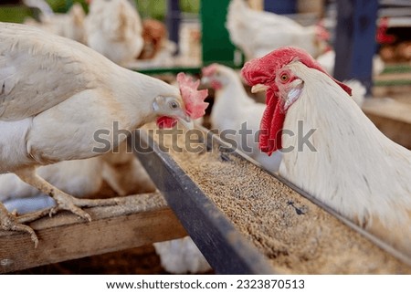 chicken eats feed and grain at eco chicken farm, free range chicken farm Royalty-Free Stock Photo #2323870513