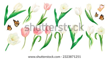 Watercolour drawn set of beautiful pink and white tulip flowers, butterflies, heart decoration, name tags on white background. Drawing for logo, stickers, invitation, print, napkin, scrapbooking, card