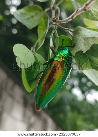 The pomegranate insect is a picture taken in Thailand. with ruby-colored wings