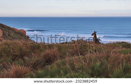 Soft focus image of a kangaroo just before sunrise looking out over rolling waves near Gracetown Western Australia