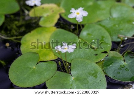 Nymphoides Ezannoi is a water flower known as a miniature water lily. White Nymphoides Ezannoi on the pond. 