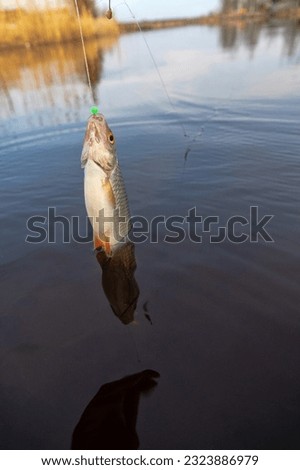 Roach. Gambling fishing on the river in the evening. Leger rig evening biting, bottom line set up Royalty-Free Stock Photo #2323886979