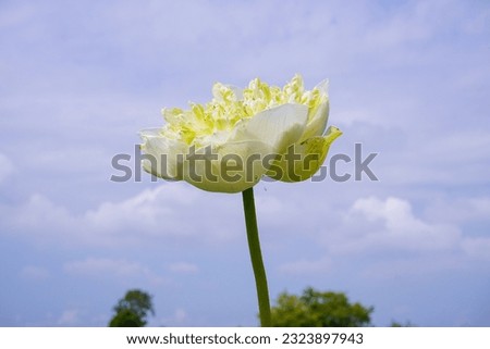 The nature lotus white for lifestyle flower in lake asia very beauty plant fresh is outdoor garden art photography background natural pond and leaf green.