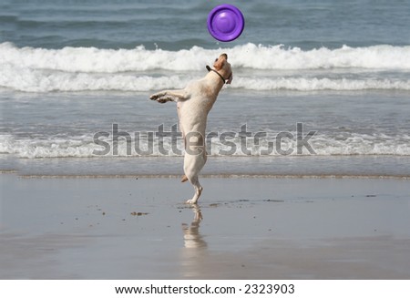 dog catching the disc in the beach