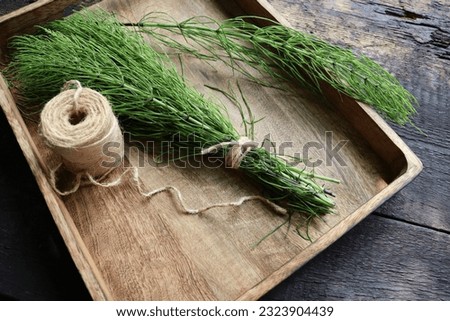 Background of  grass horsetail. Equiseti arvensis herba is widely used in folk medicine Royalty-Free Stock Photo #2323904439