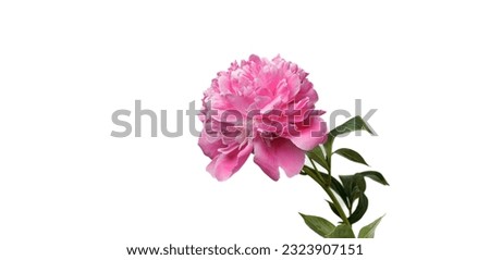 beautiful peonies in a vase on a white background close-up